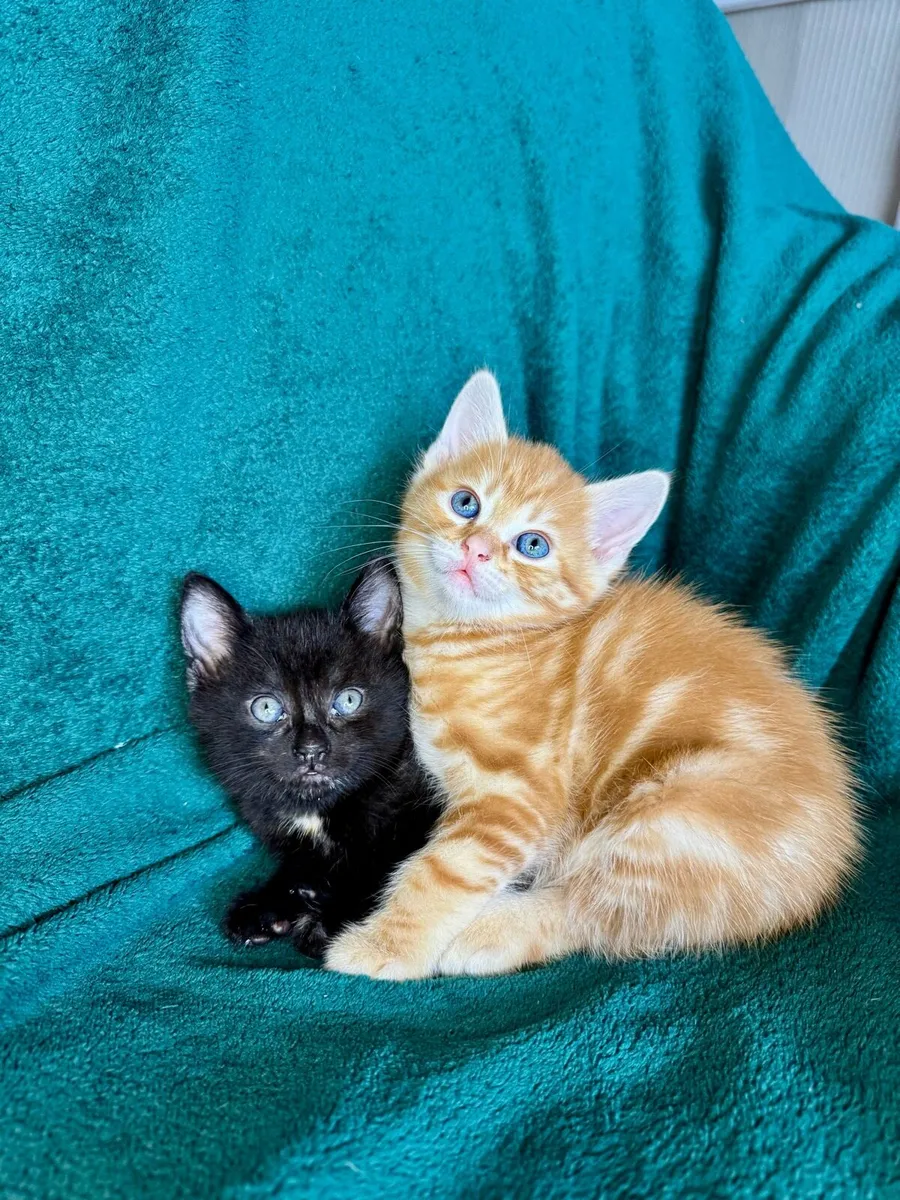 Kittens - Image 4