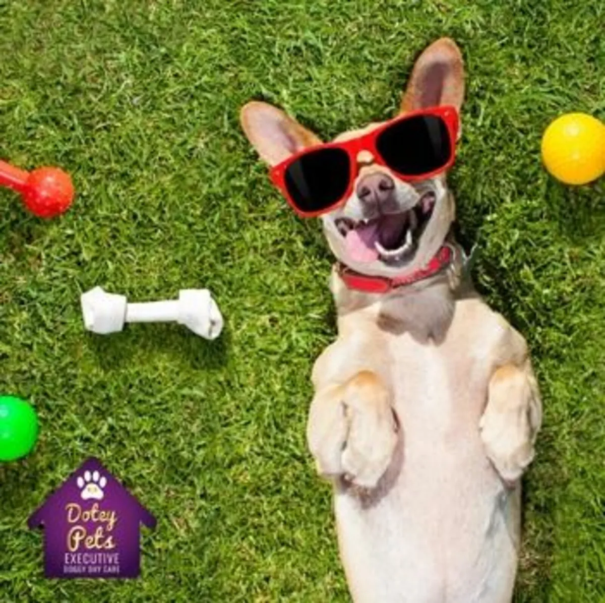 Doggy  DayCare - Image 2