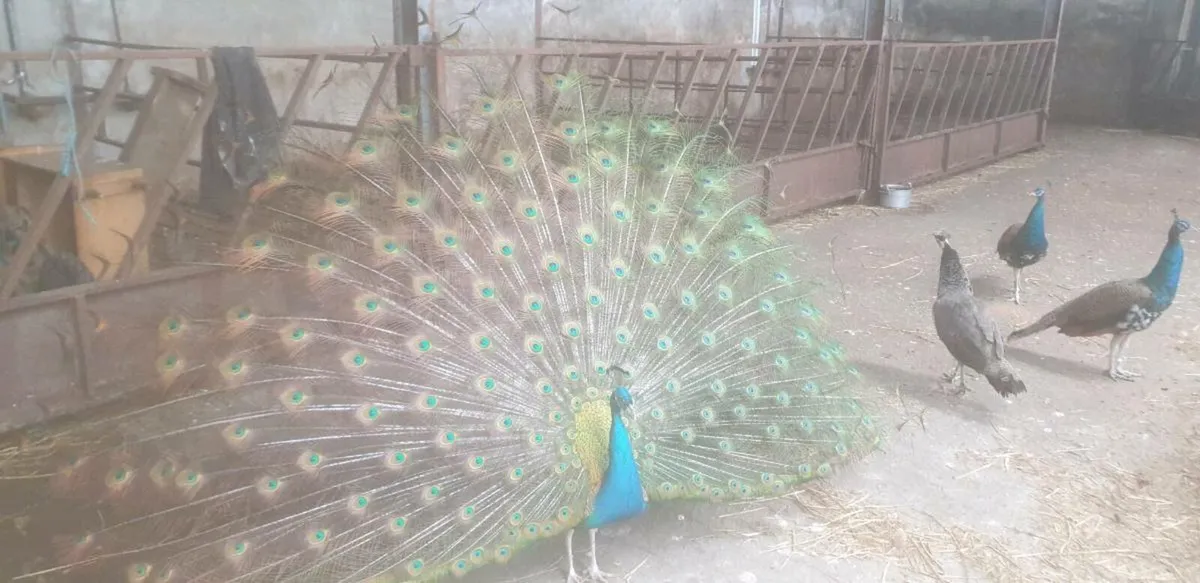 Peafowl Peacock for sale - Image 2