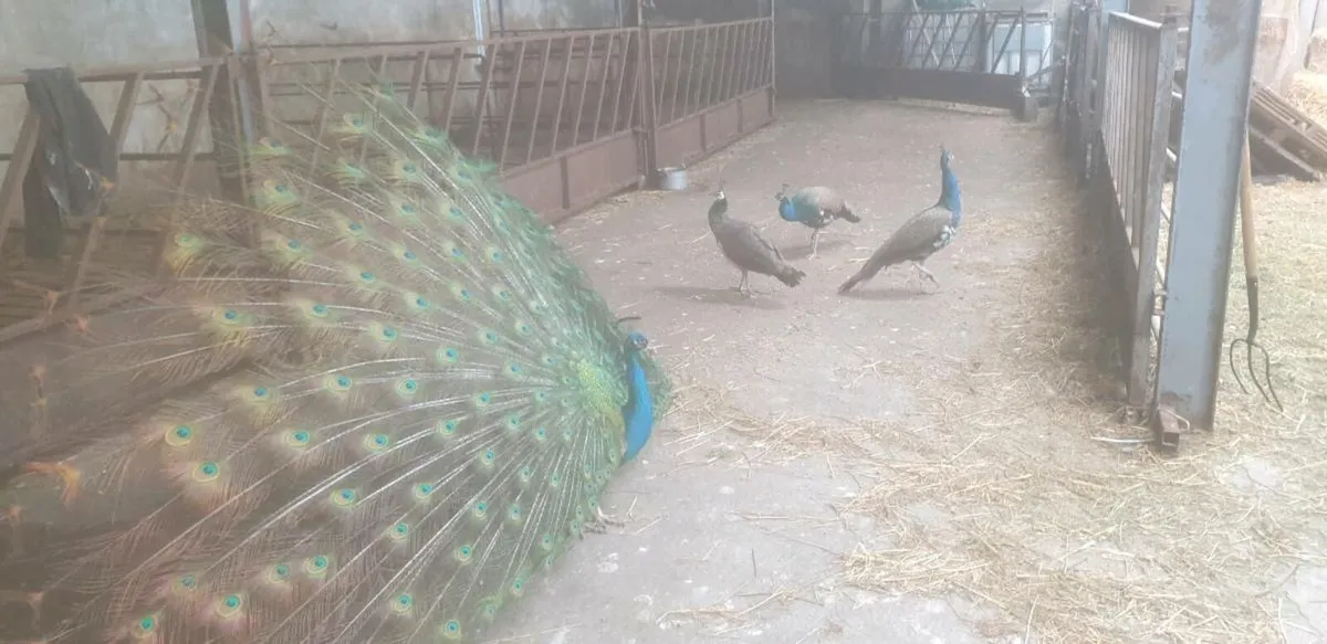 Peafowl Peacock for sale - Image 3