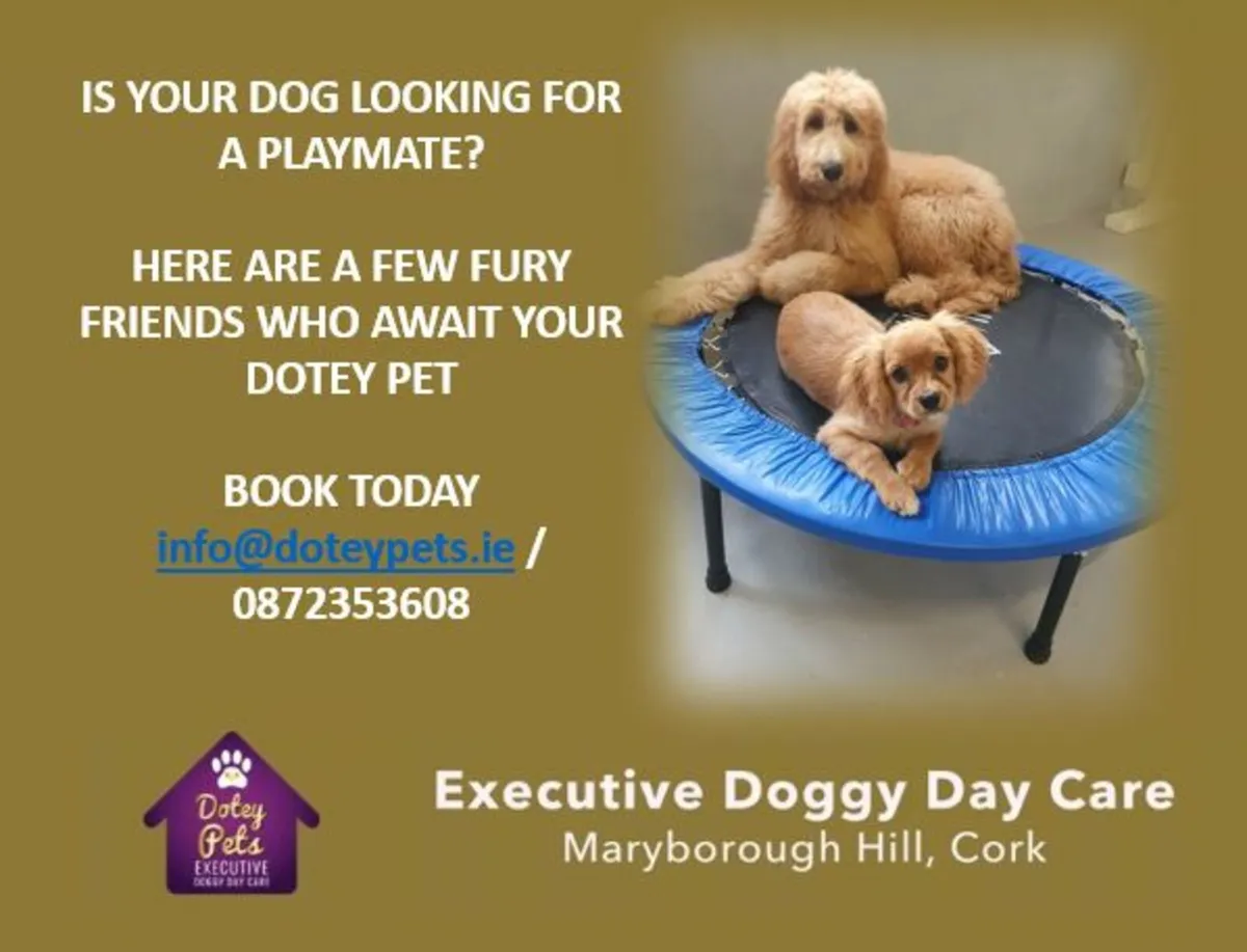 Doggy  DayCare - Image 3