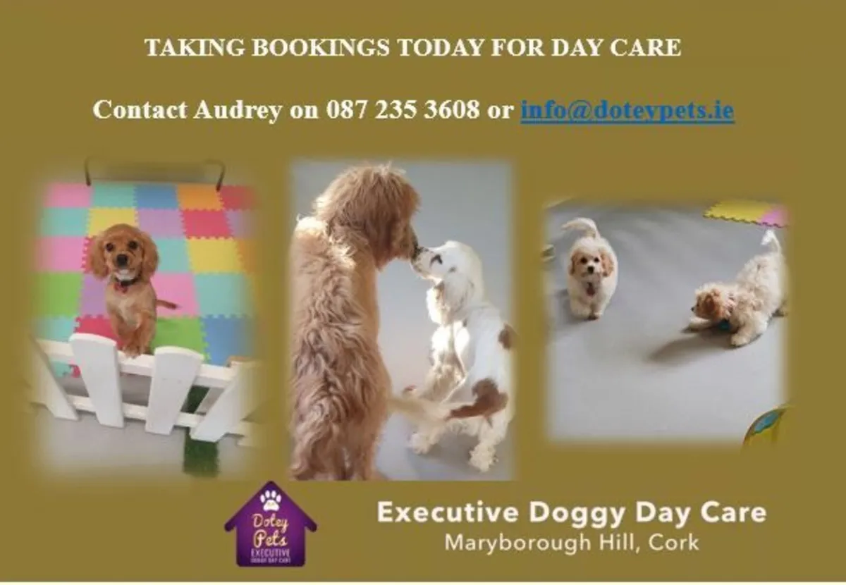 Doggy  DayCare - Image 4