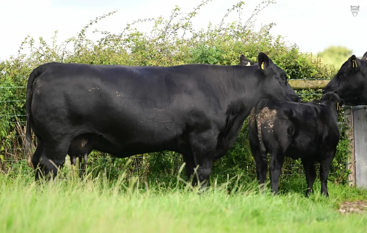 Island farm Angus Dispersal - Image 2
