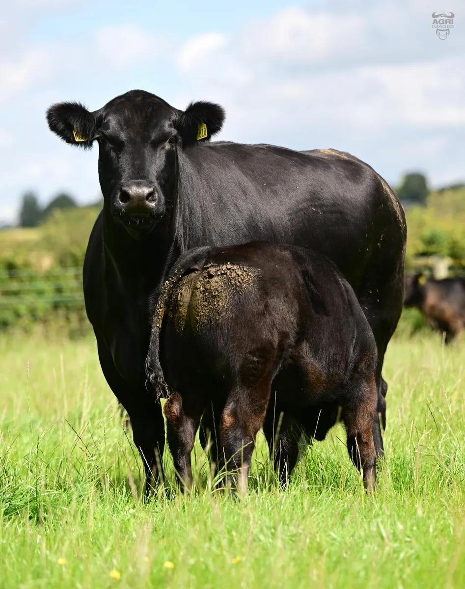 Island farm Angus Dispersal - Image 3