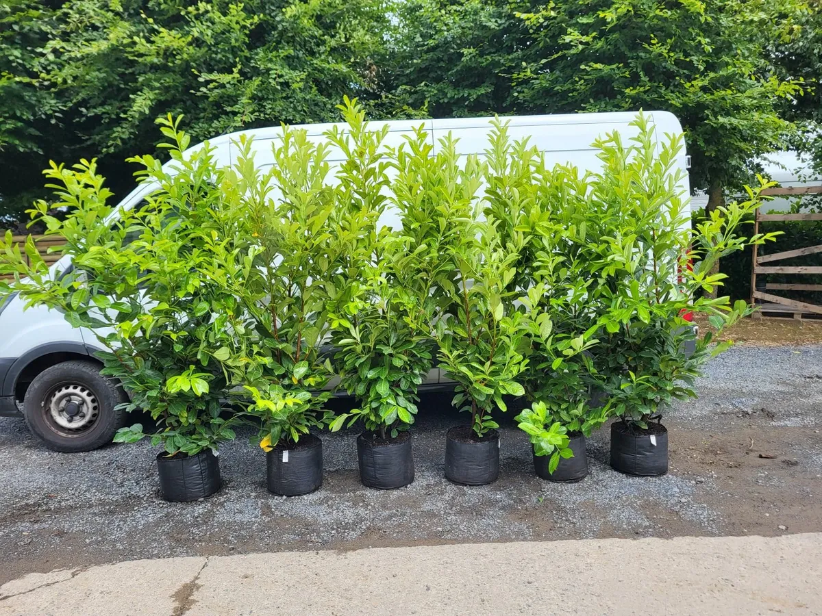 laurel hedging - Image 4