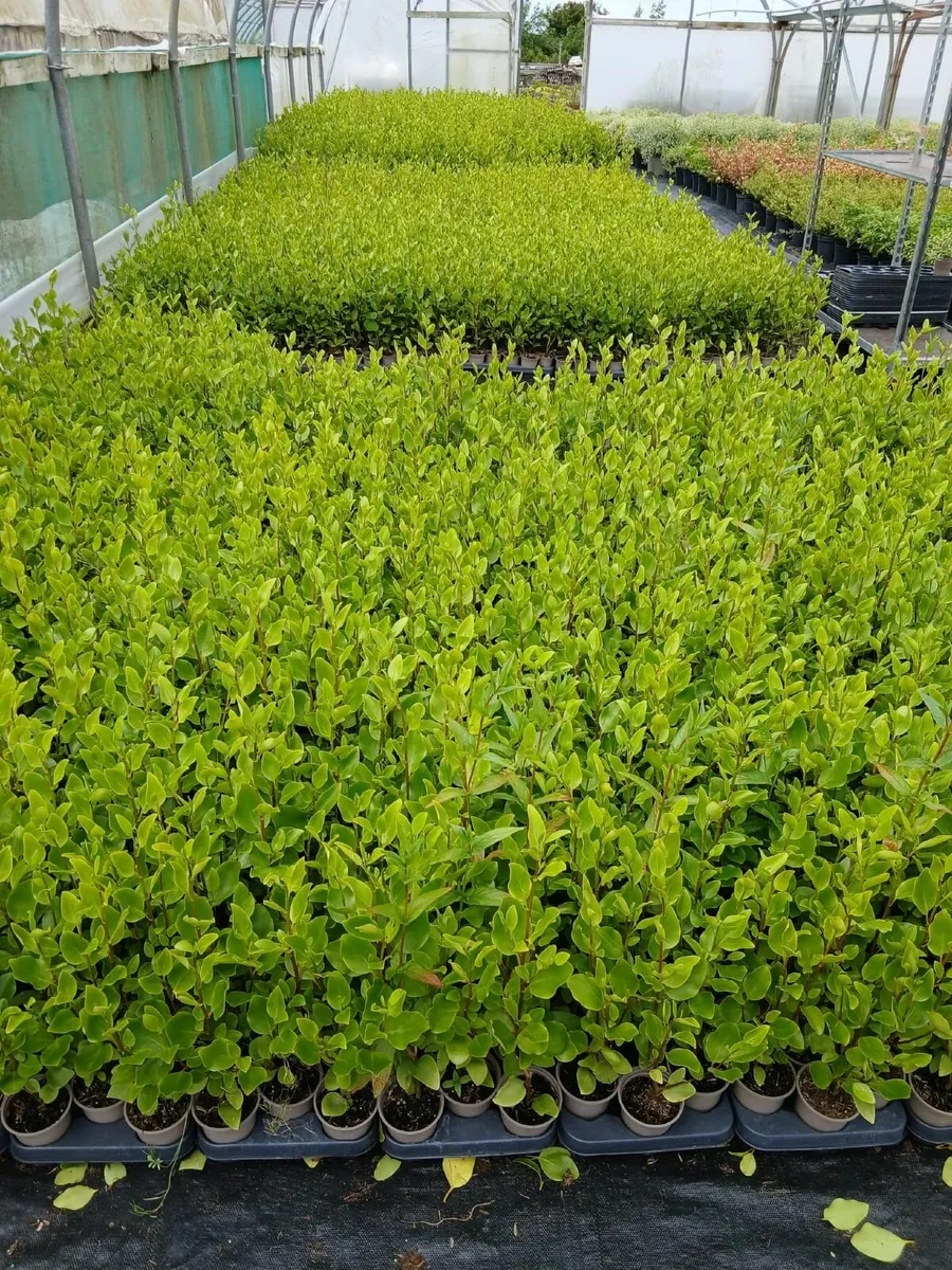 Griselinia Hedging - Image 1