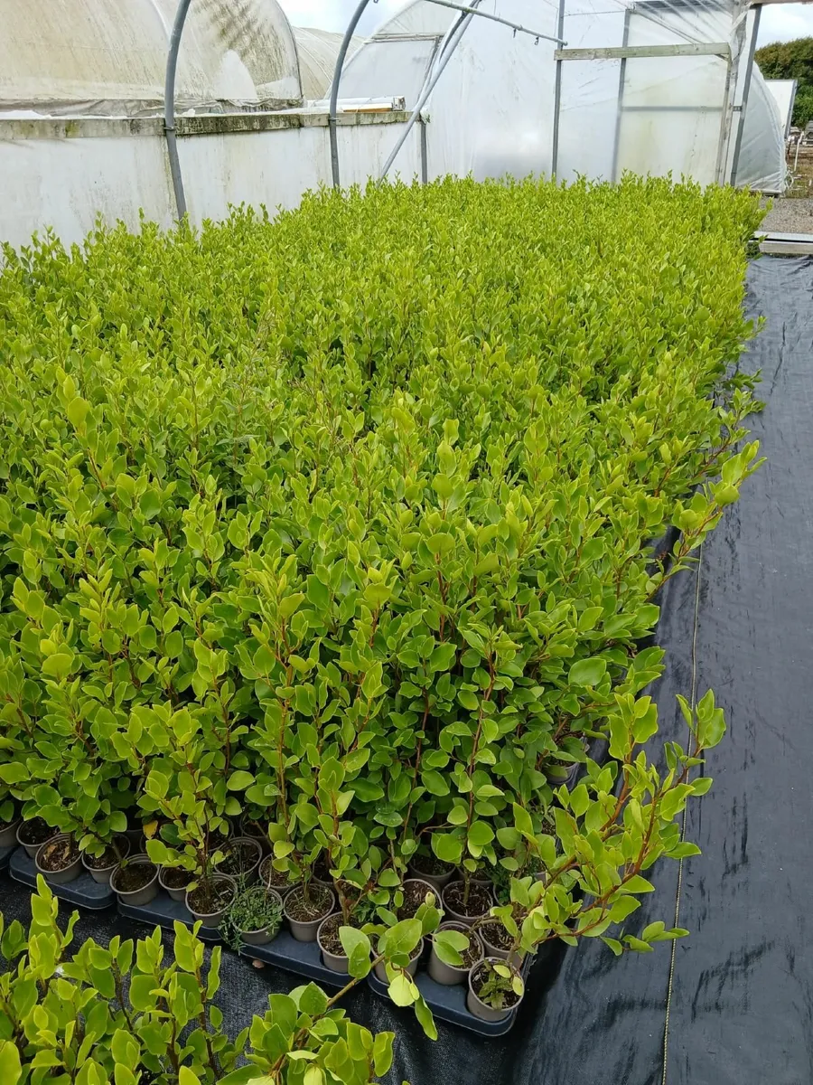 Griselinia Hedging - Image 2