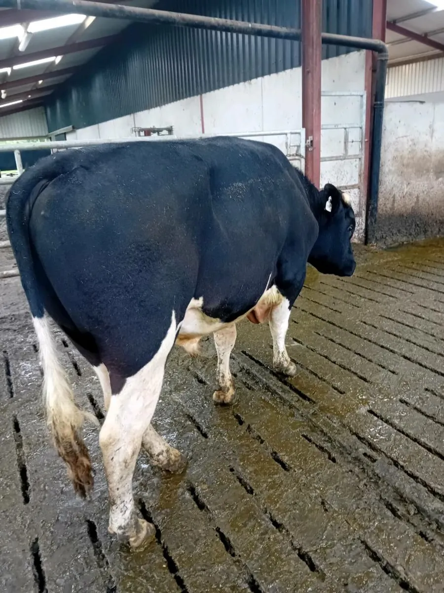 Fresian Bull - Image 1