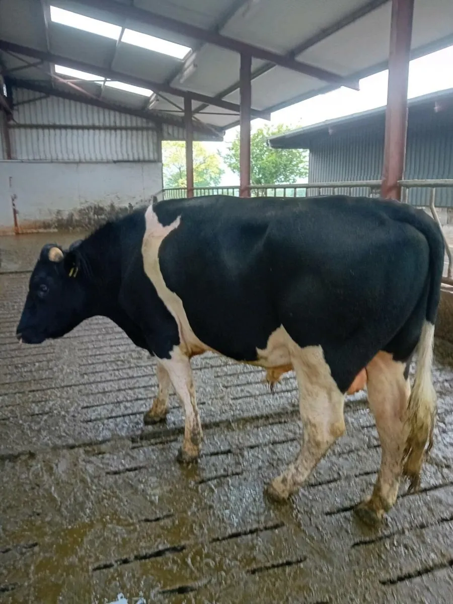 Fresian Bull - Image 3