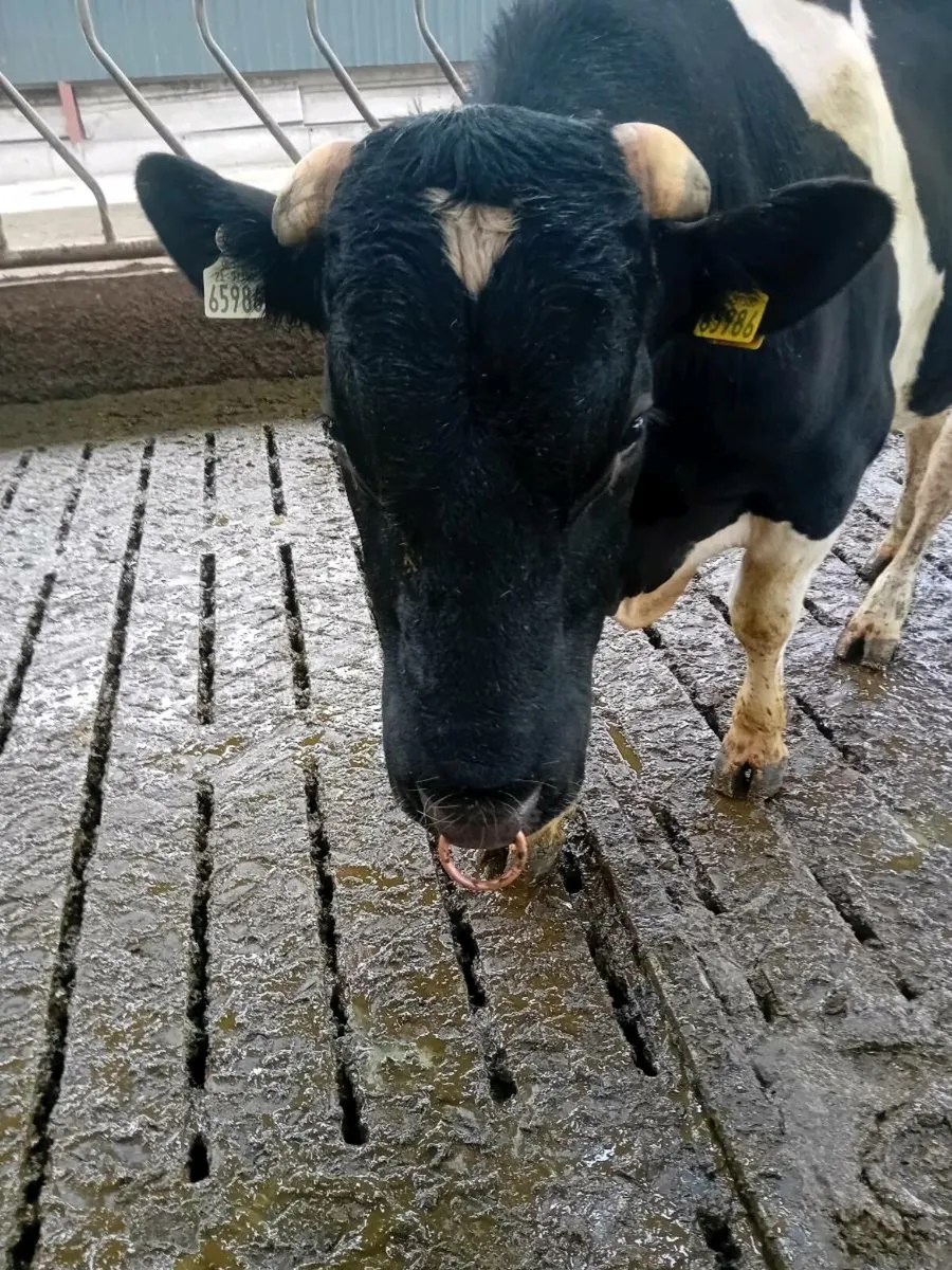 Fresian Bull - Image 4