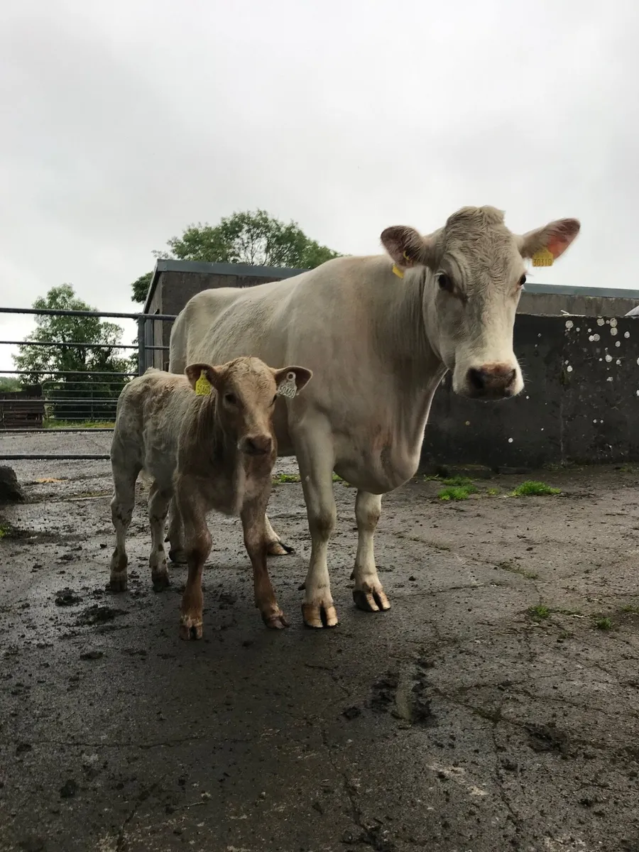 SH Cow and CH Bull Calf for Balla Mart lot no 2606 - Image 1