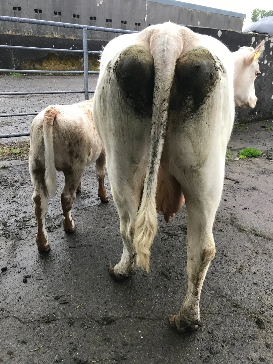 SH Cow and CH Bull Calf for Balla Mart lot no 2606 - Image 2