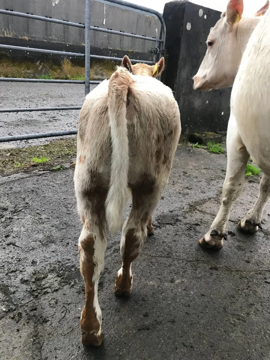 SH Cow and CH Bull Calf for Balla Mart lot no 2606 - Image 3