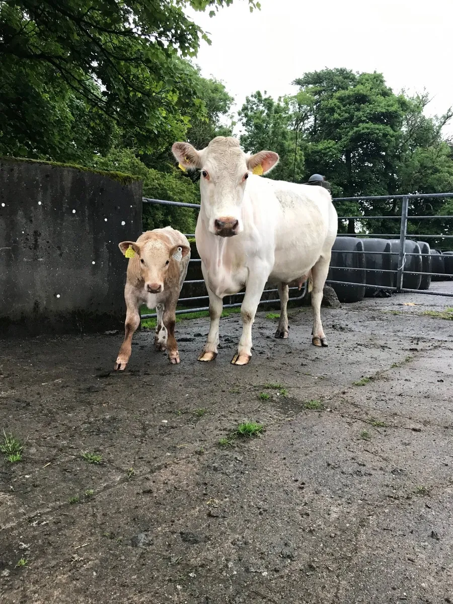SH Cow and CH Bull Calf for Balla Mart lot no 2606 - Image 4
