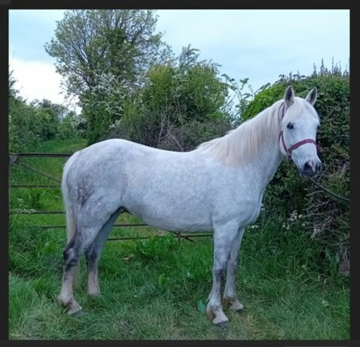 Class 1 Connemara Mare In Foal - Image 1