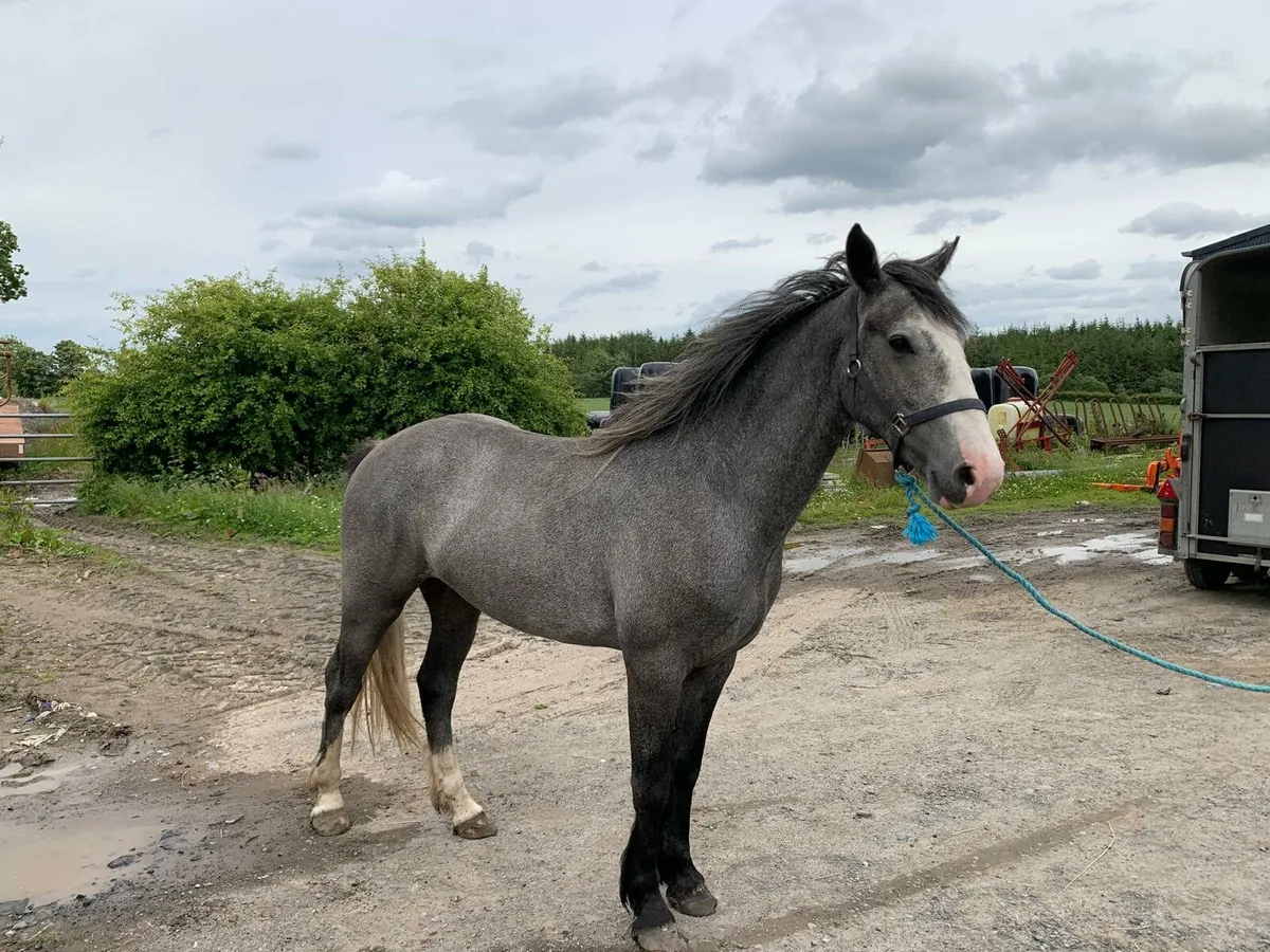 Smashing 3 year old gelding - Image 1
