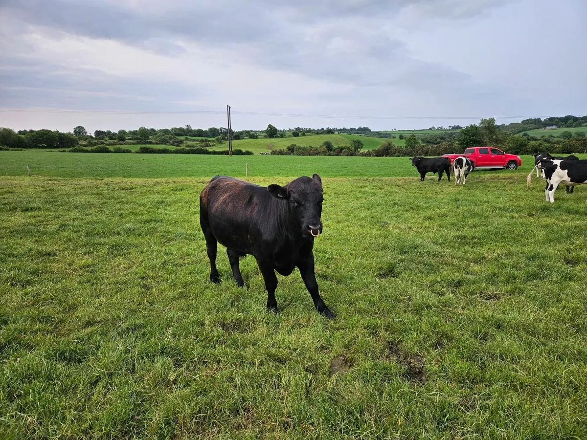 Bulls - Image 1