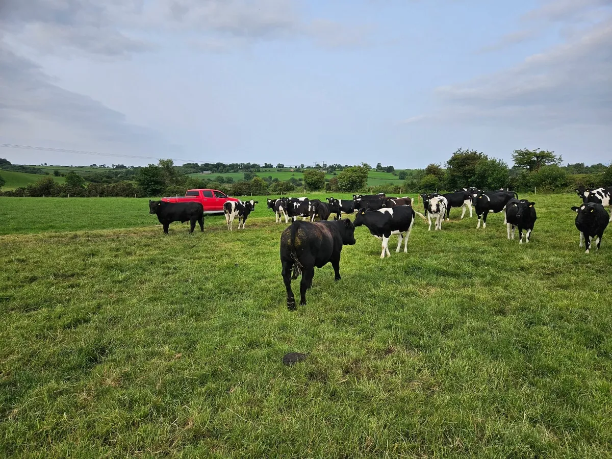 Bulls - Image 2