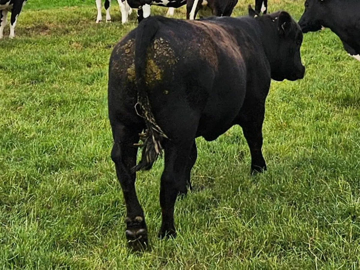Bulls - Image 4