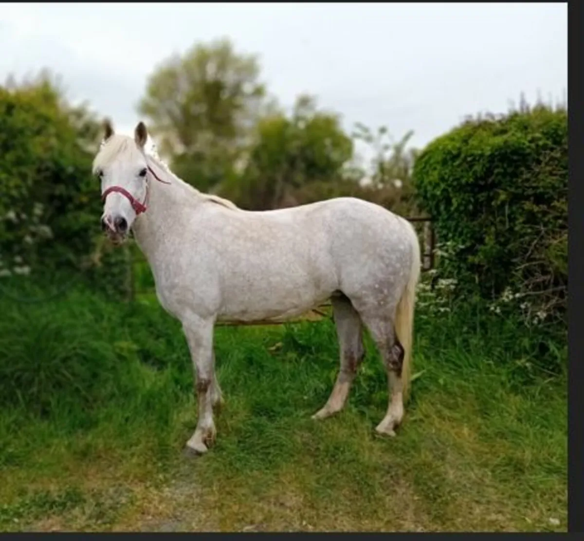 Class 1 Connemara Mare In Foal - Image 2