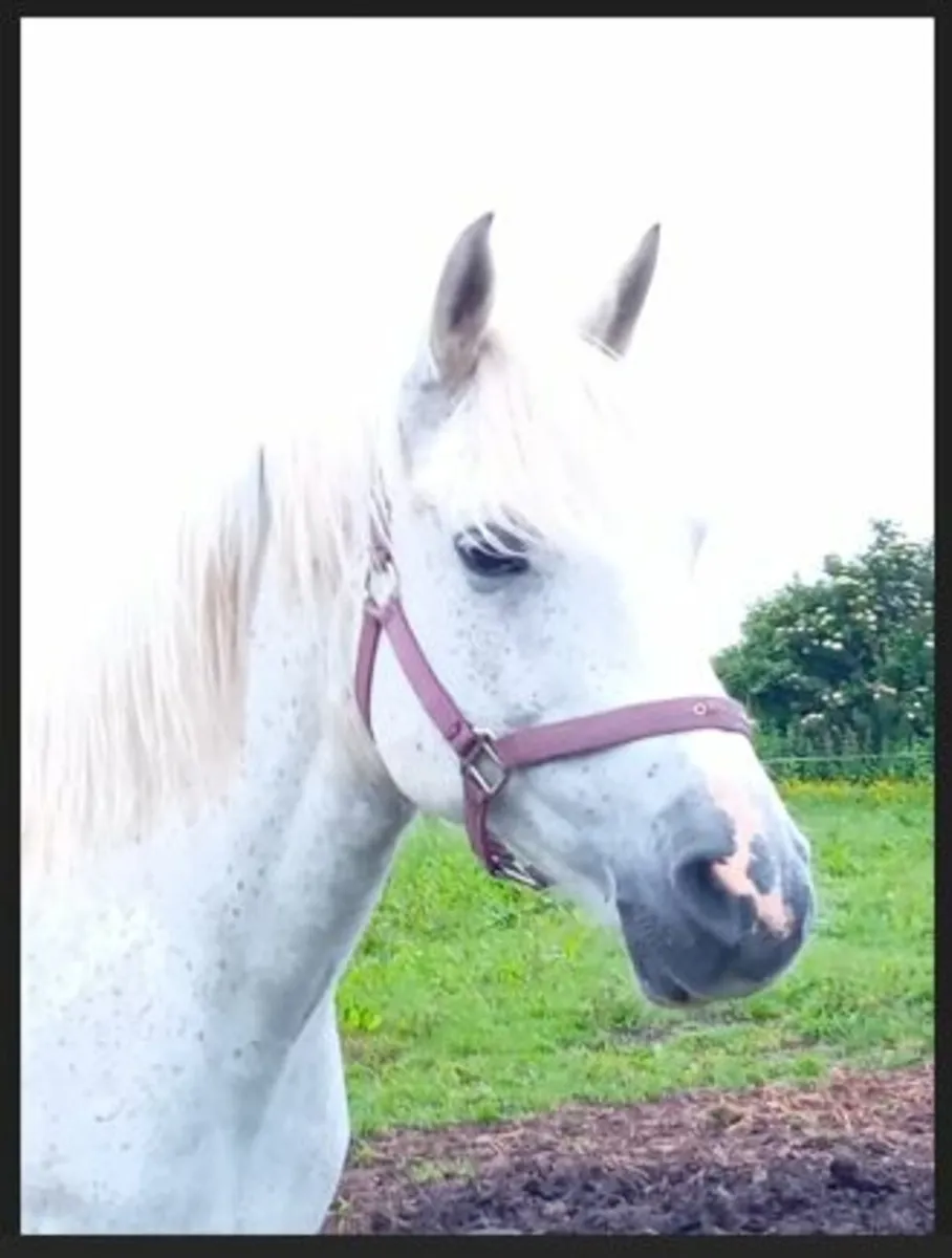 Class 1 Connemara Mare In Foal - Image 3