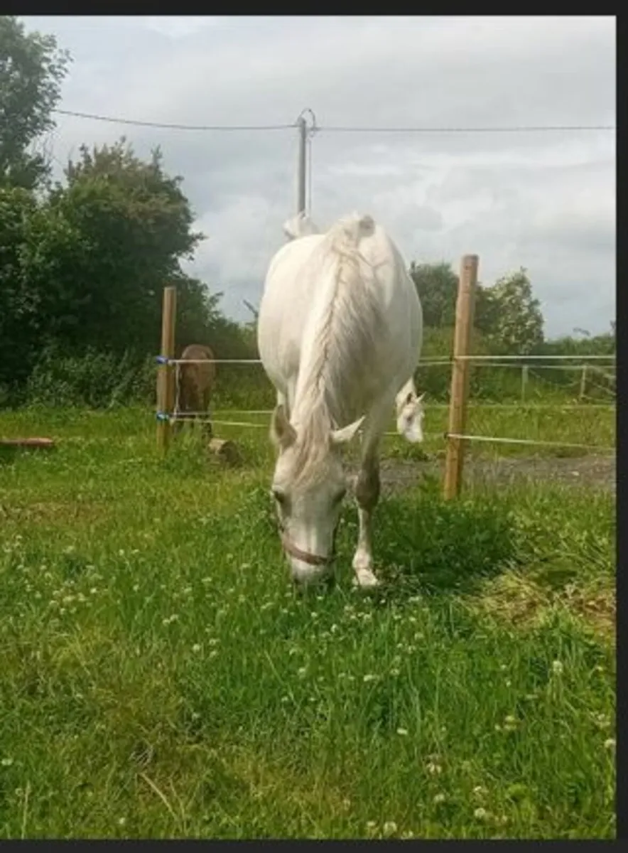 Class 1 Connemara Mare In Foal - Image 4