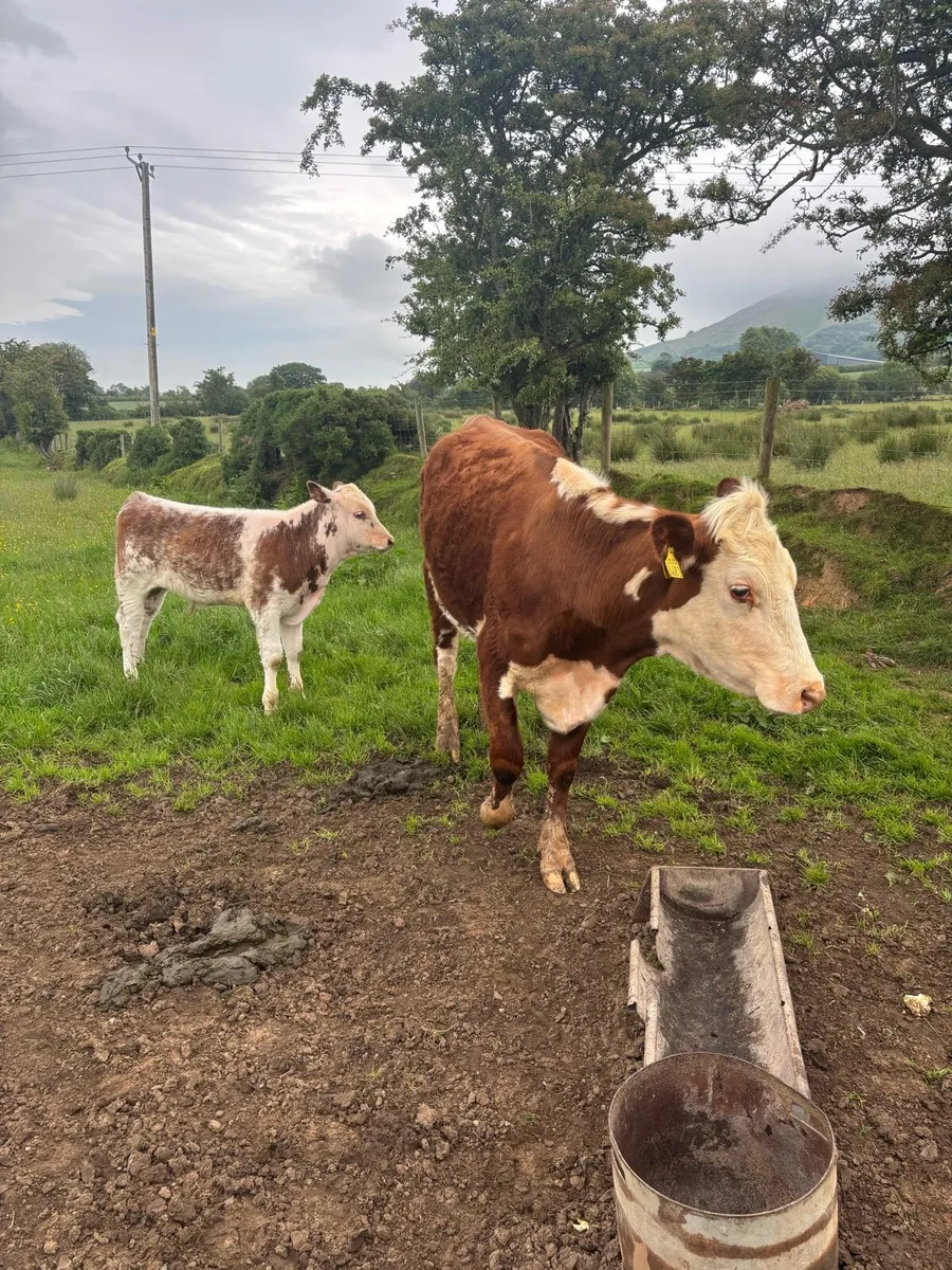 Hereford 1st calfer with beef shorthorn bull calf - Image 1