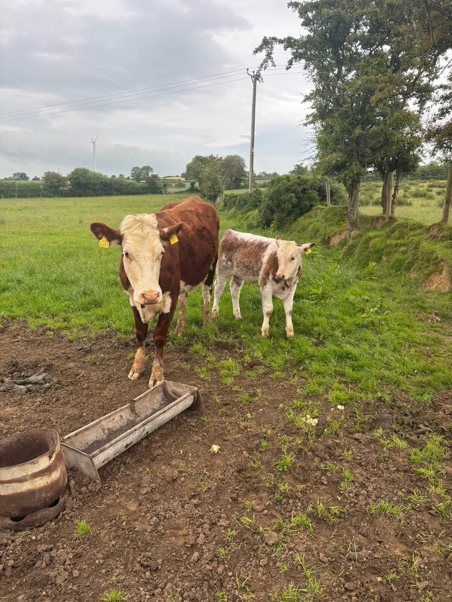 Hereford 1st calfer with beef shorthorn bull calf - Image 2