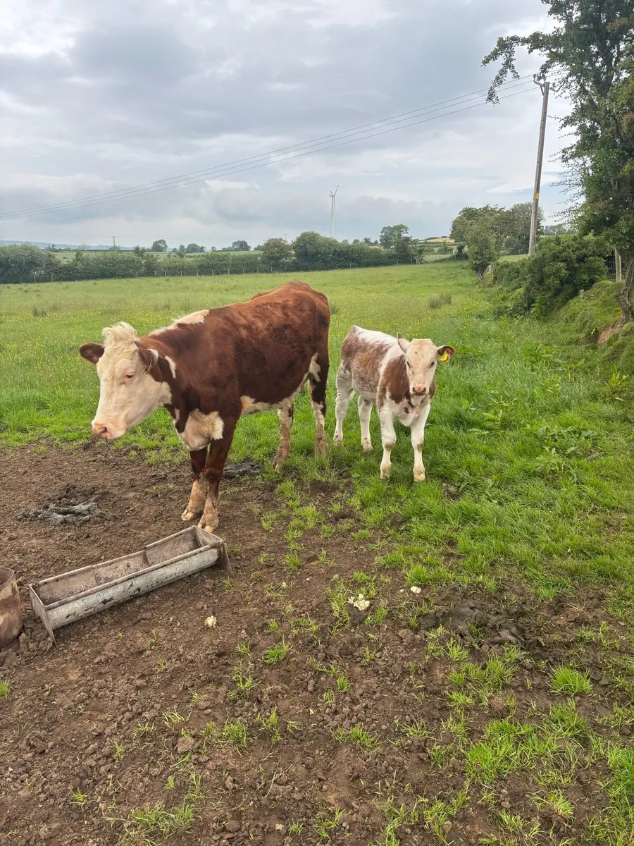 Hereford 1st calfer with beef shorthorn bull calf - Image 3