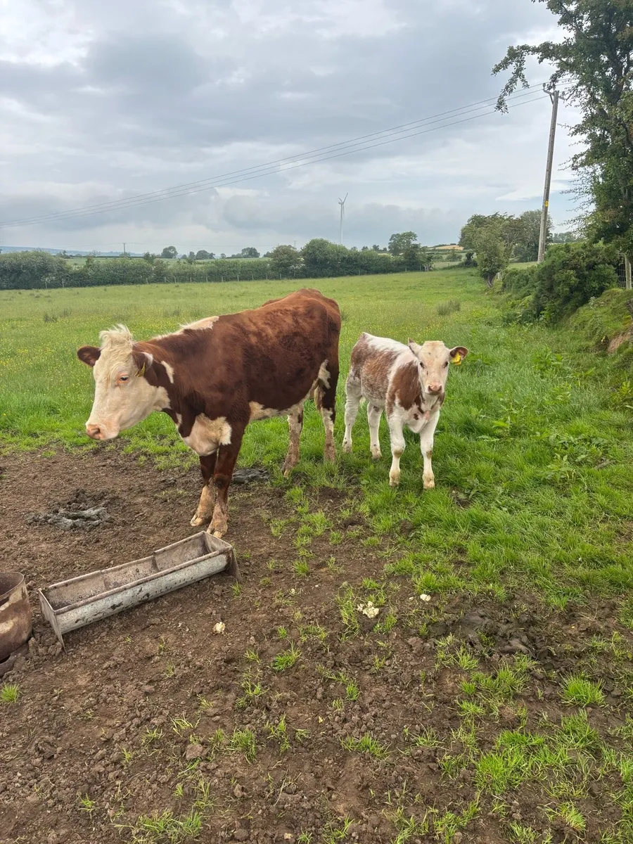 Hereford 1st calfer with beef shorthorn bull calf - Image 4