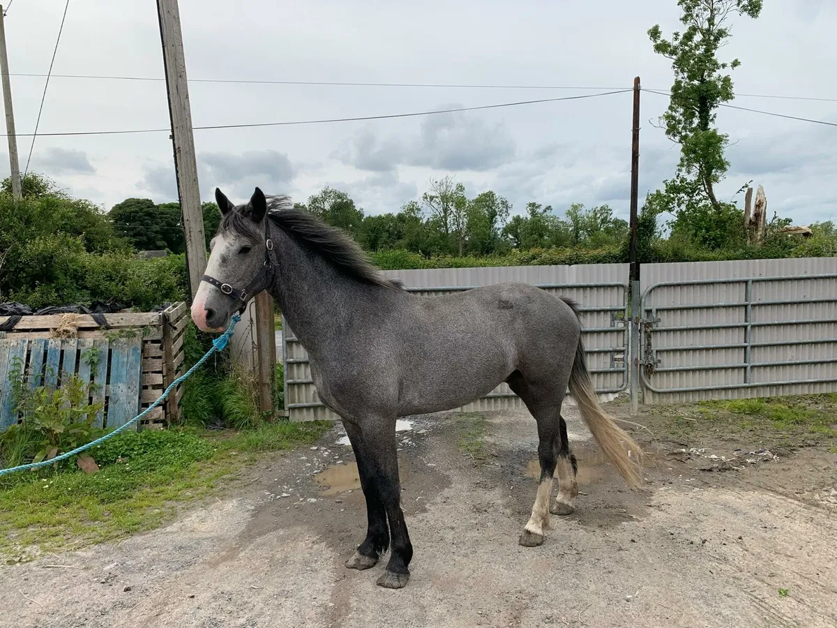 Smashing 3 year old gelding - Image 3