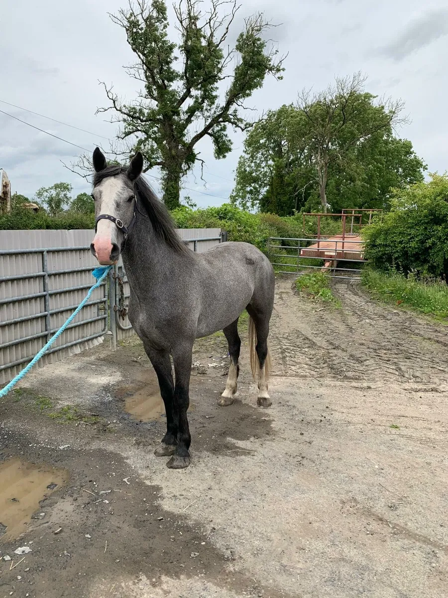 Smashing 3 year old gelding - Image 4