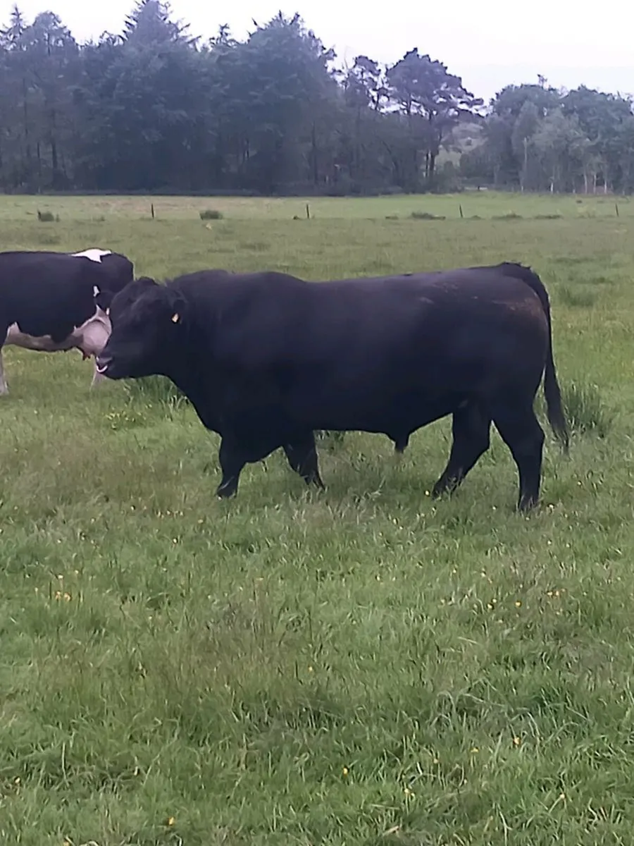 Angus bull - Image 2