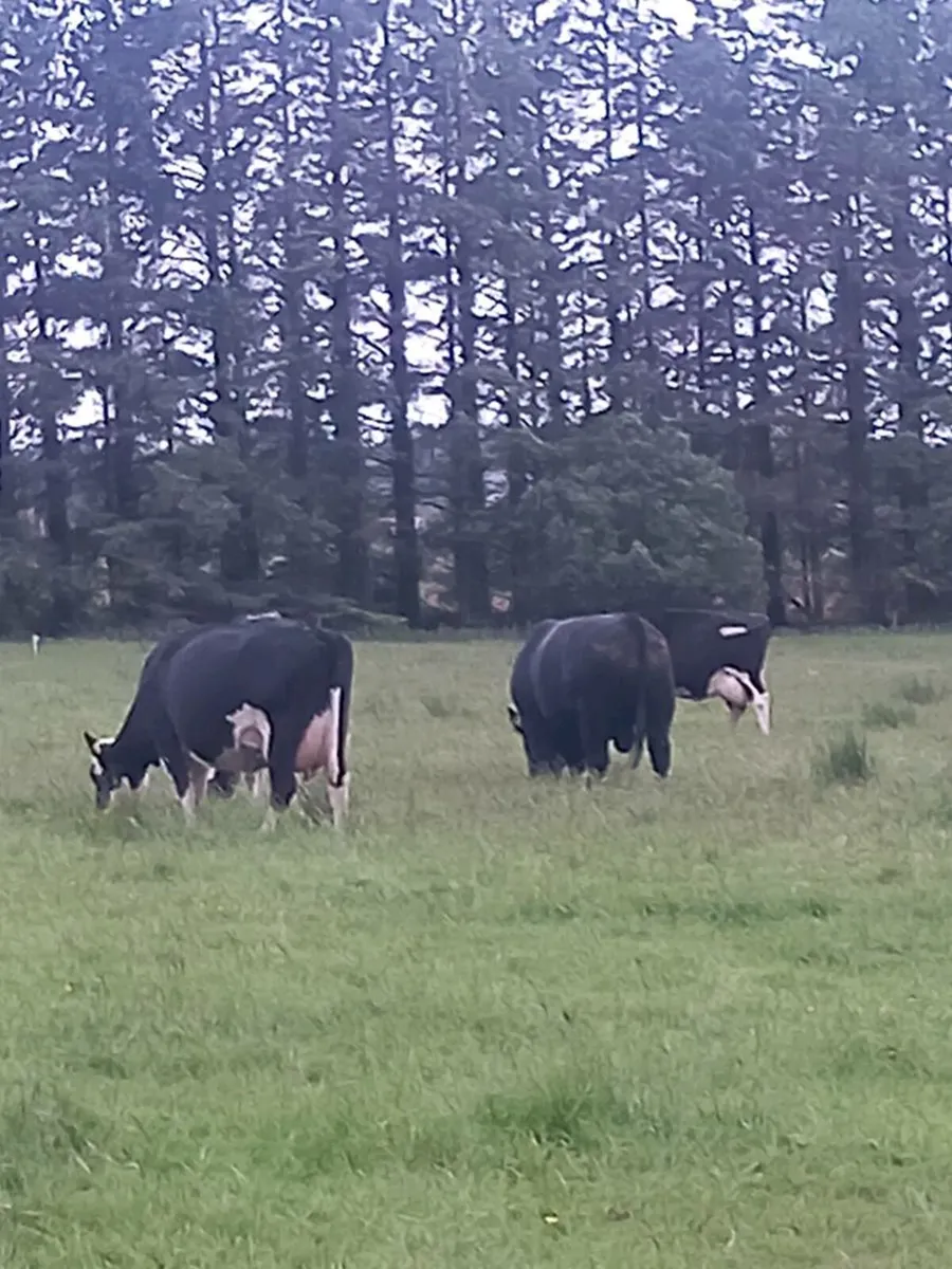 Angus bull - Image 3