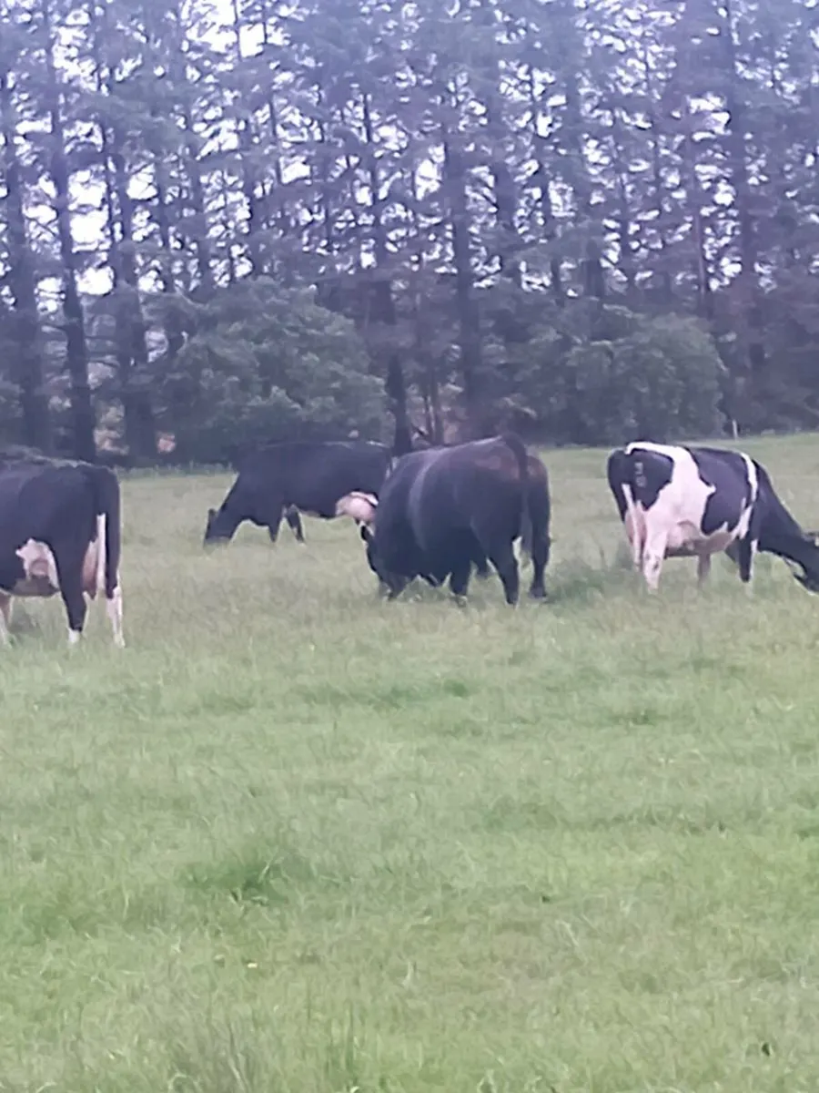 Angus bull - Image 4