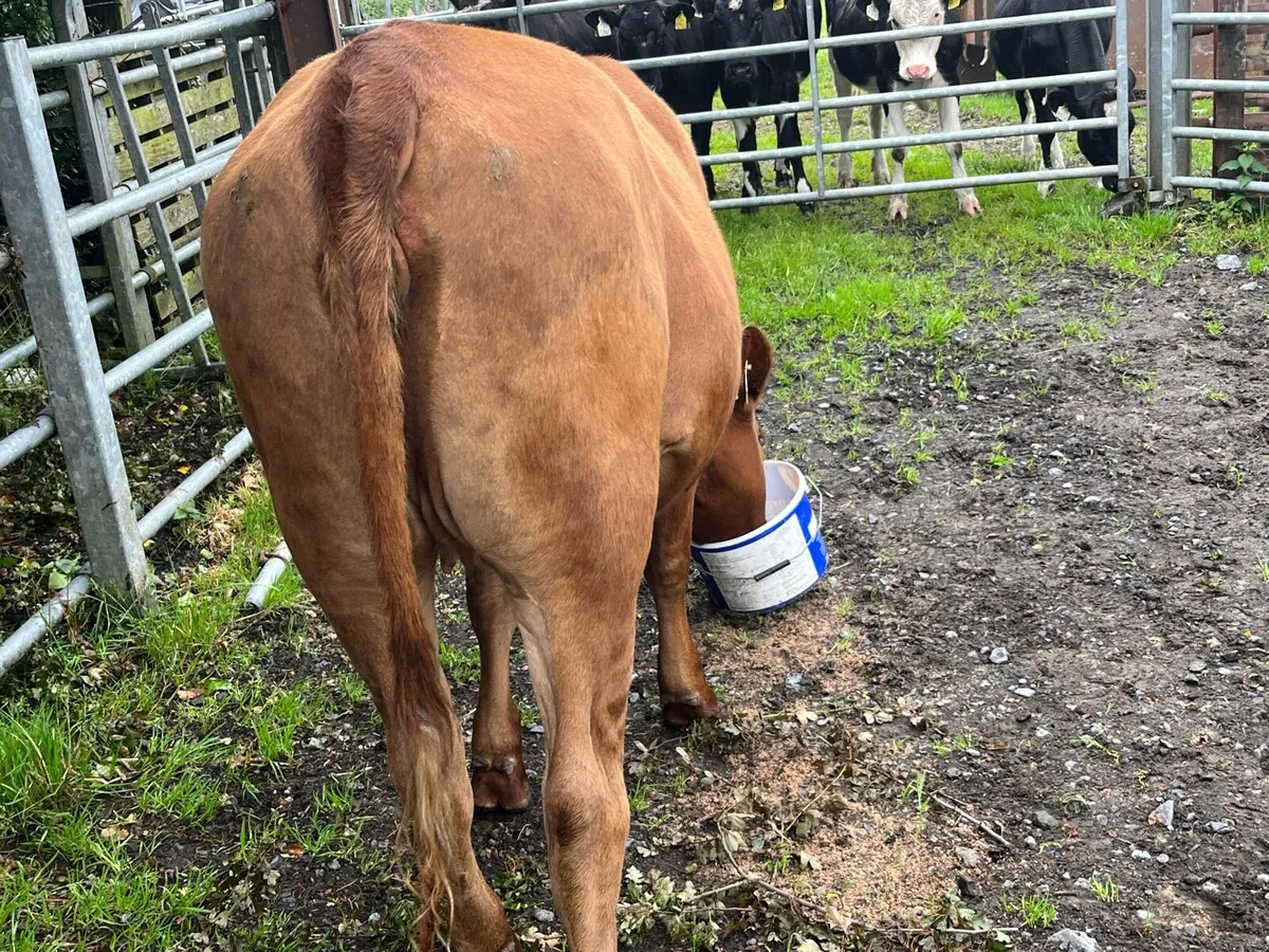 Heifers - Image 1