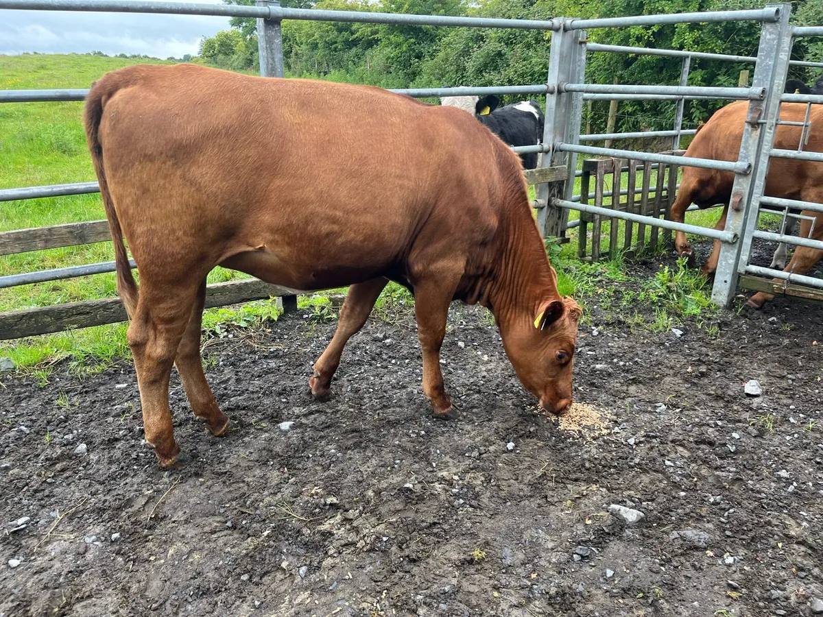 Heifers - Image 2