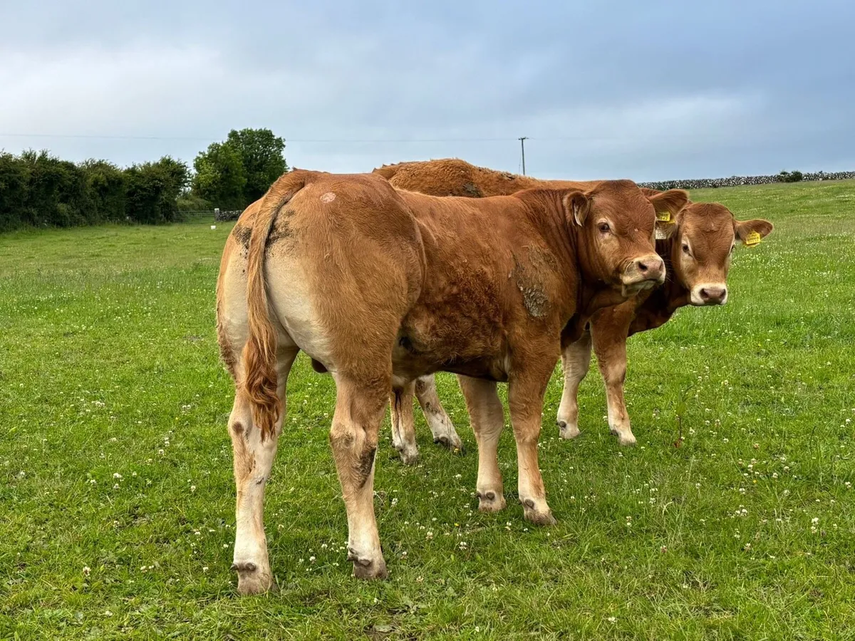 Gort Mart: Thurs 12th June :Organic& General Sale - Image 1