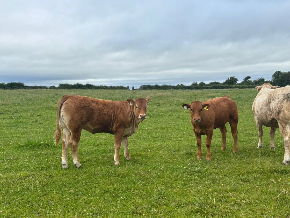 Gort Mart: Thurs 12th June :Organic& General Sale - Image 2