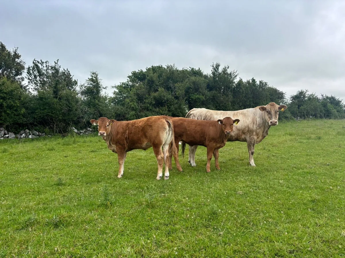 Gort Mart: Thurs 12th June :Organic& General Sale - Image 3