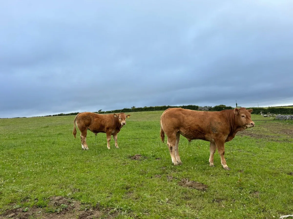 Gort Mart: Thurs 12th June :Organic& General Sale - Image 4