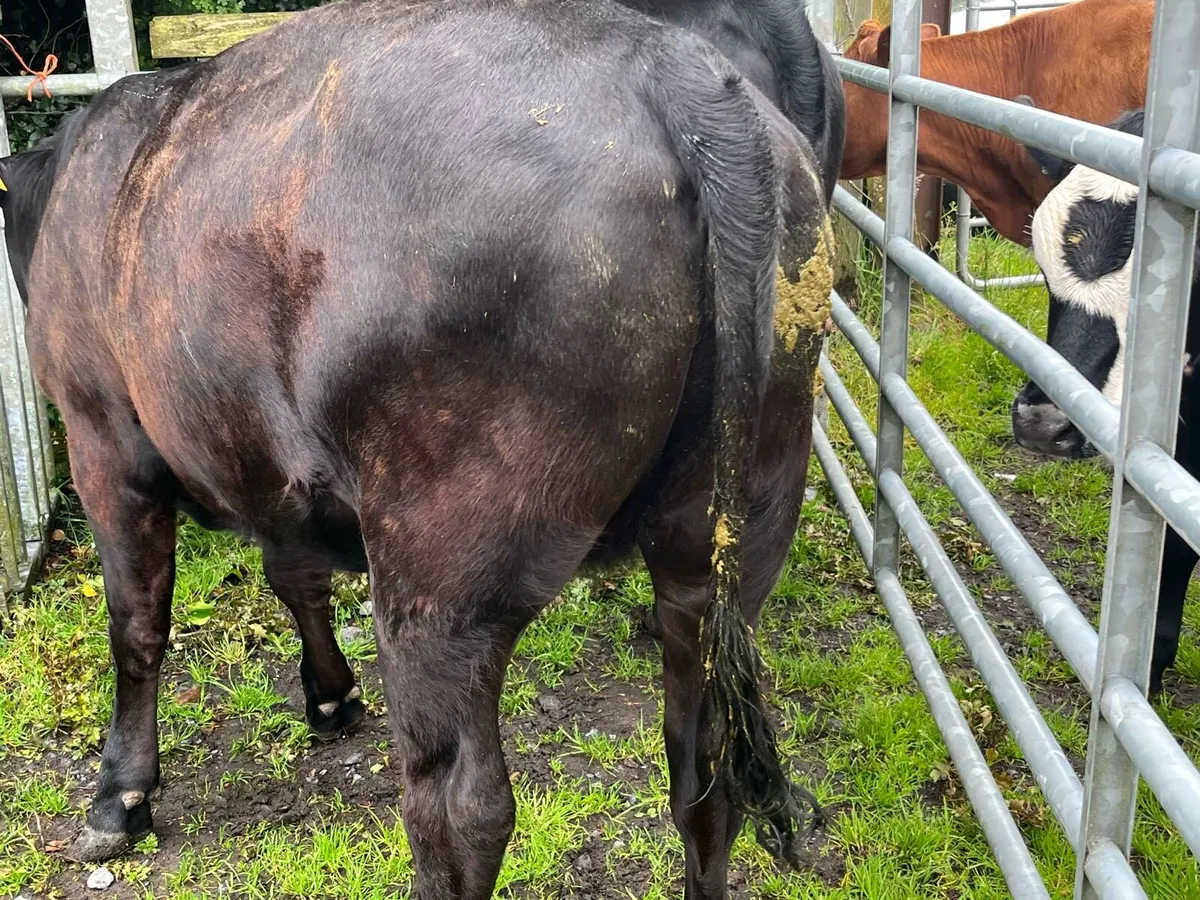 Heifers - Image 3