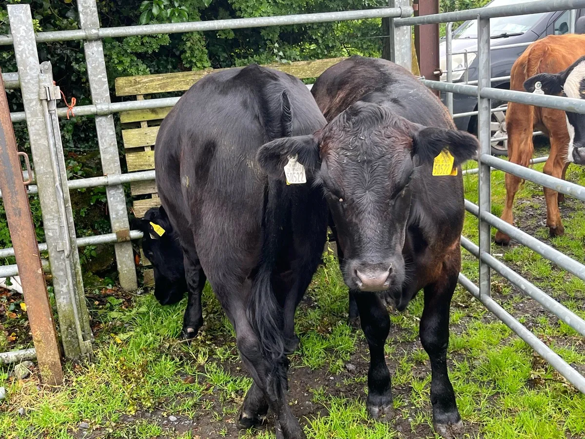 Heifers - Image 4