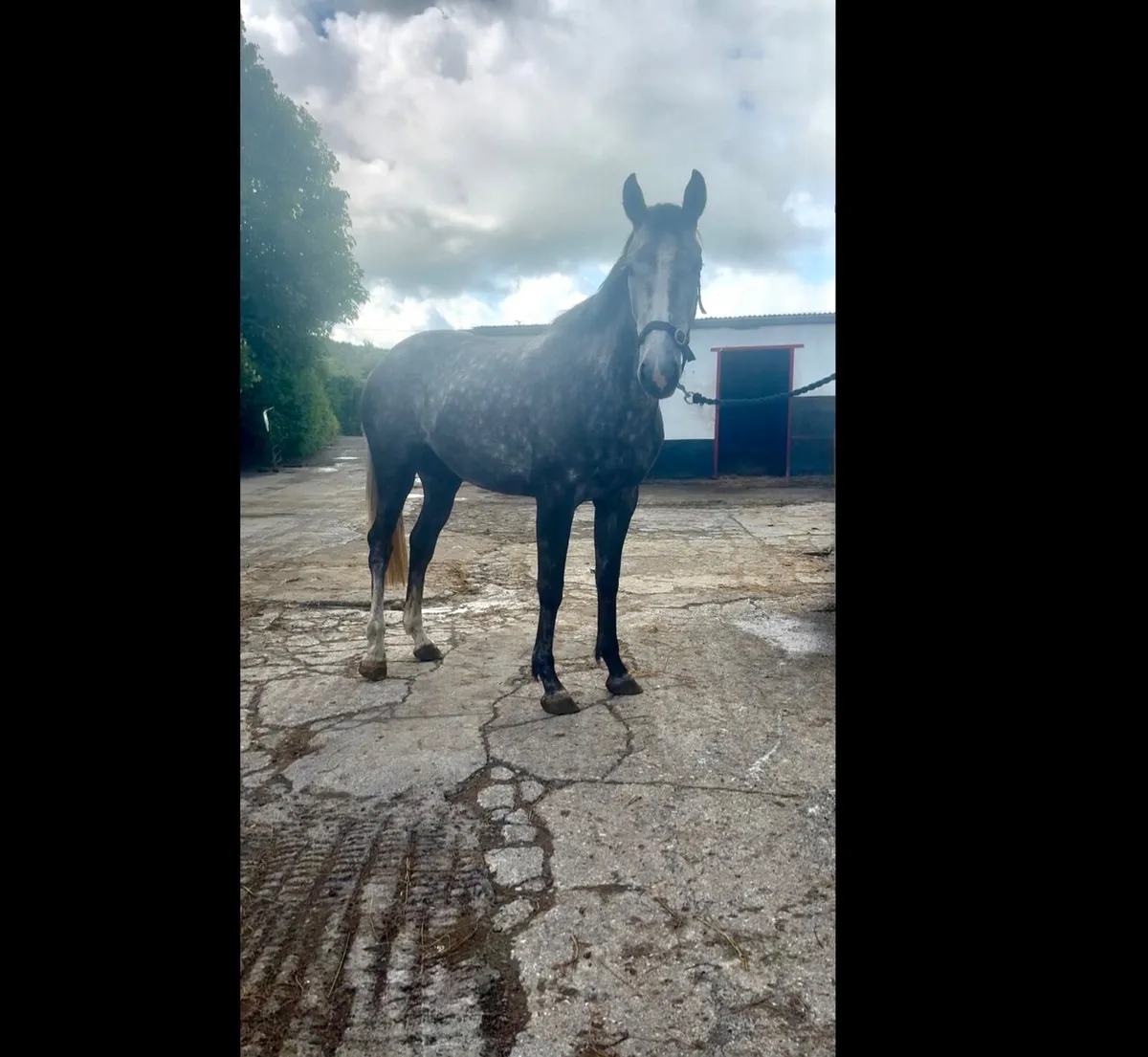 TIH brood mare - Image 1