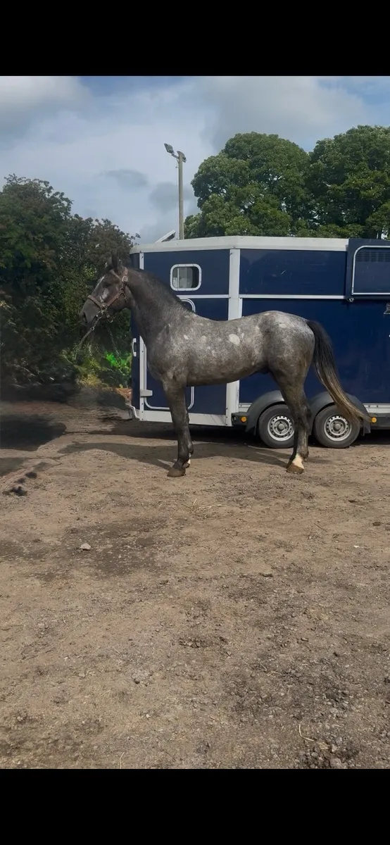 TIH brood mare - Image 3