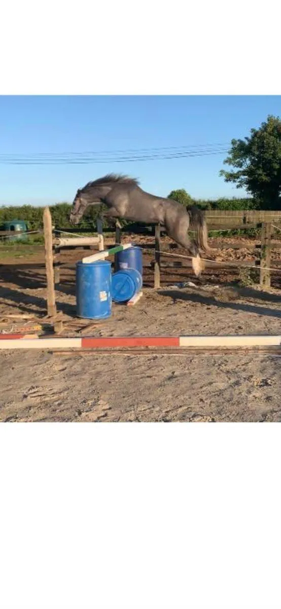 Smashing 3 year old gelding - Image 2