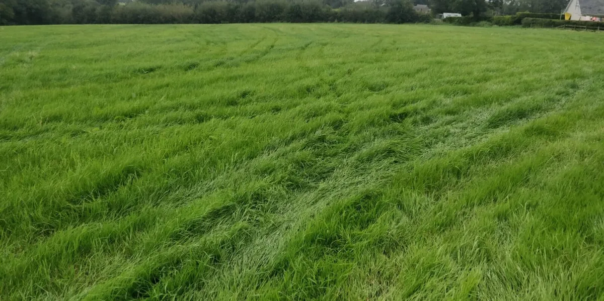 liquid fertiliser - Image 3