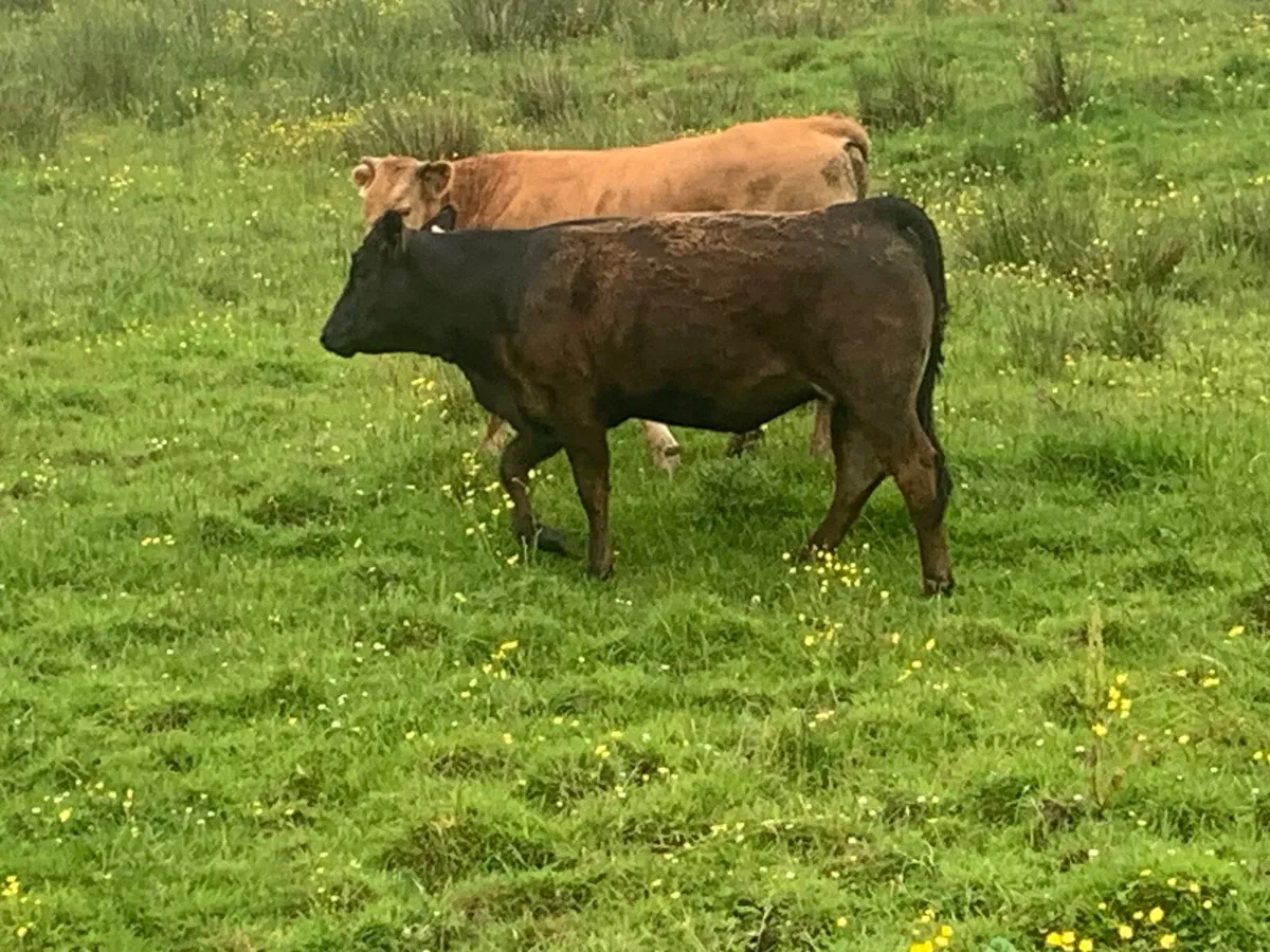 Limousin incalf heifer - Image 1