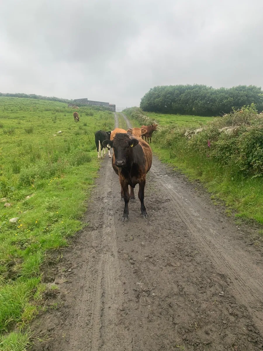 Limousin incalf heifer - Image 2