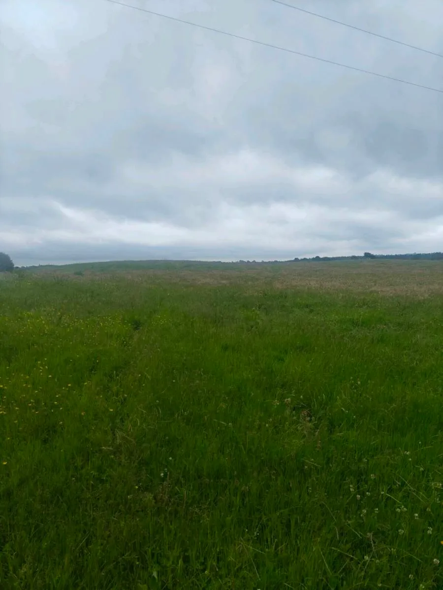 Meadow - Image 2